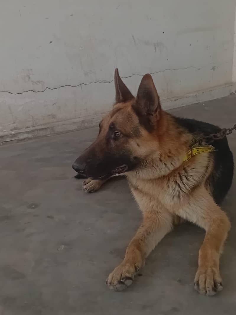 trained German shepherd 2
