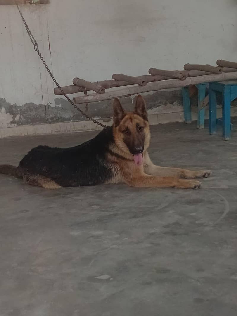 trained German shepherd 3