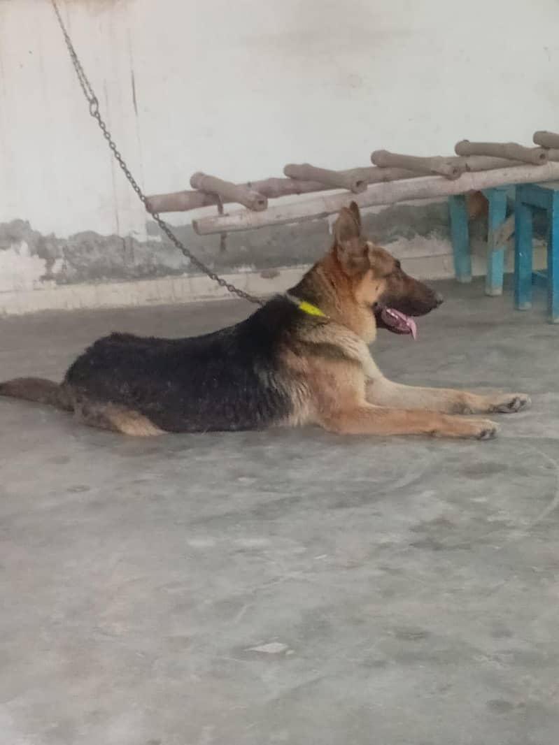 trained German shepherd 4