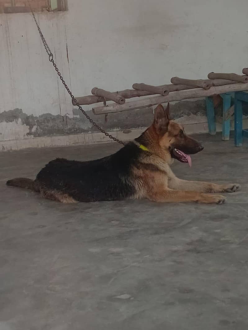 trained German shepherd 5