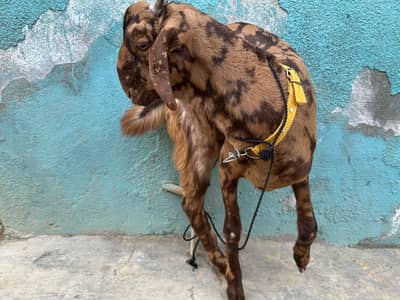 Toota puri Bakra | Qurbani 2k27
