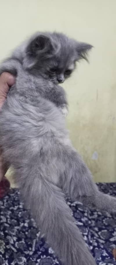 for sale