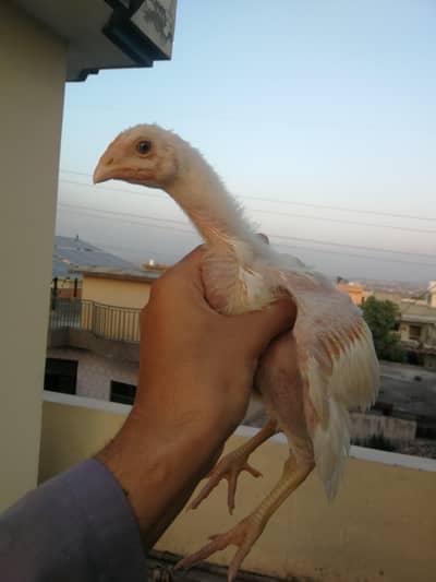 Heera Chicks for sale
