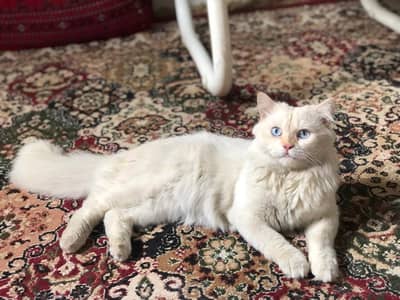 Adorable adult male cat for sale