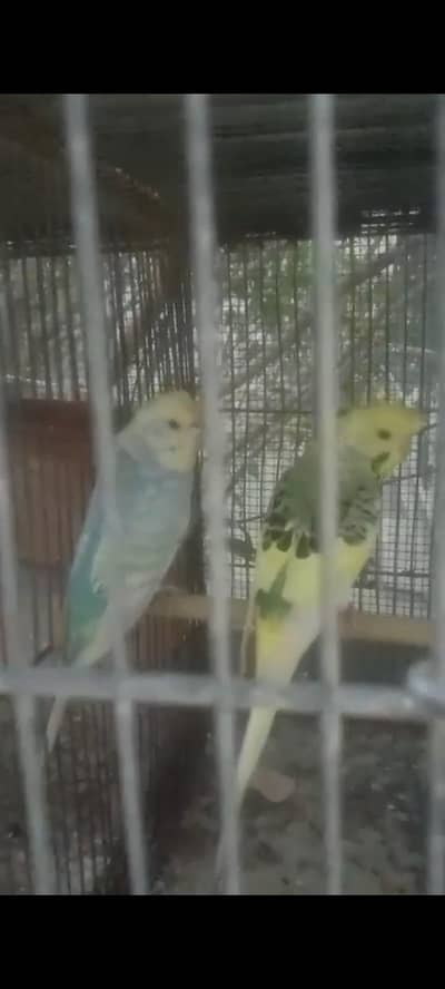 Australian, Budgie, Red Eyes & Hogoromo Blood