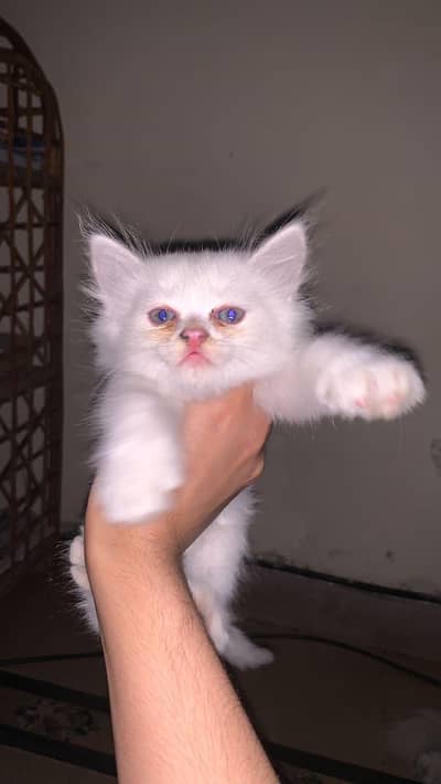 Turkish angoora breed for sale