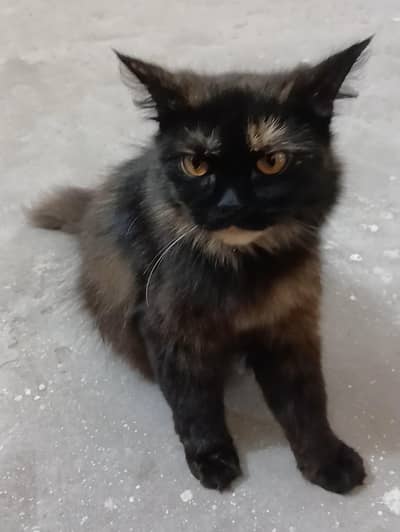 Persian cat for sale