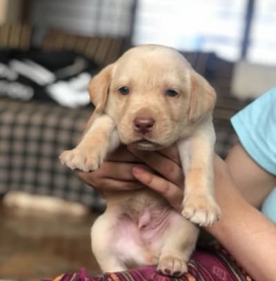 2 months old Labrador puppies for sale
