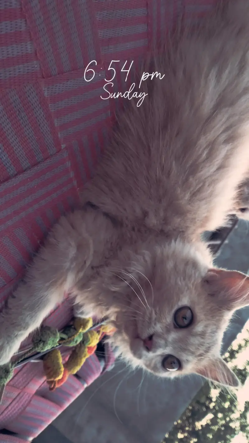 Persian cat@ Perisan @ Cat@ Siamese cat@ blue eye@ coated@ White cat