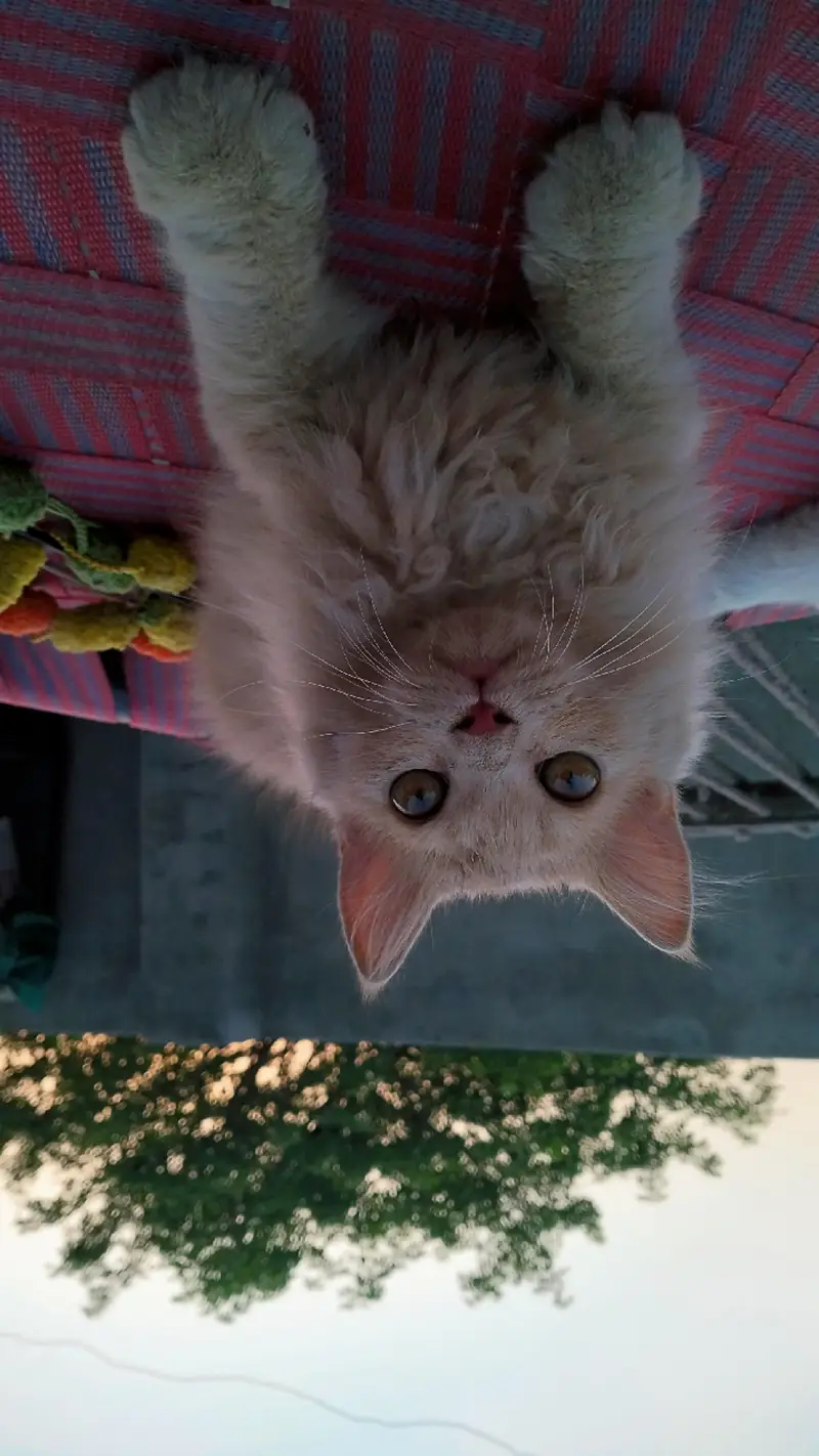 Persian cat@ Perisan @ Cat@ Siamese cat@ blue eye@ coated@ White cat — photo 2