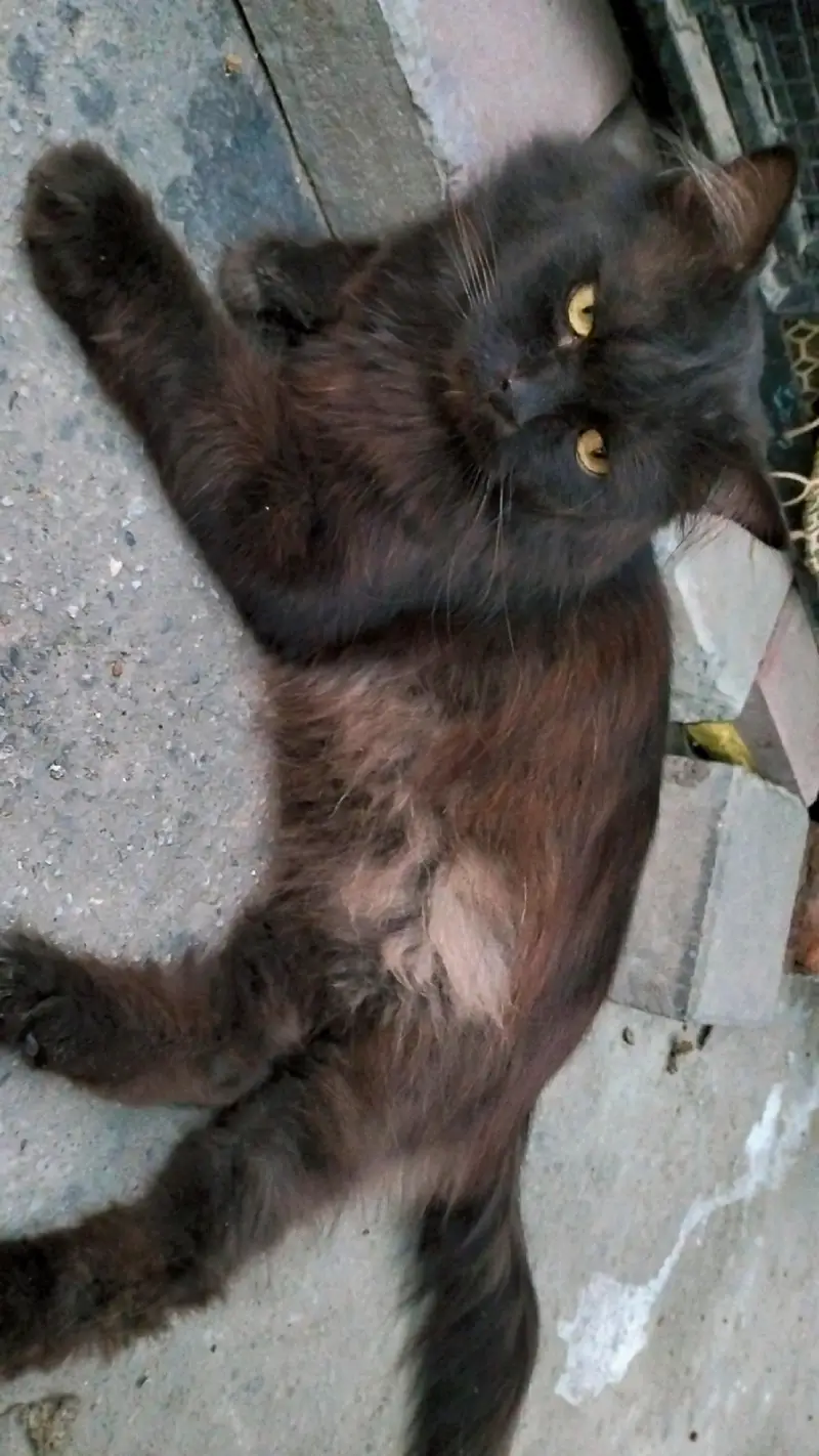 Persian cat@ Perisan @ Cat@ Siamese cat@ blue eye@ coated@ White cat — photo 3