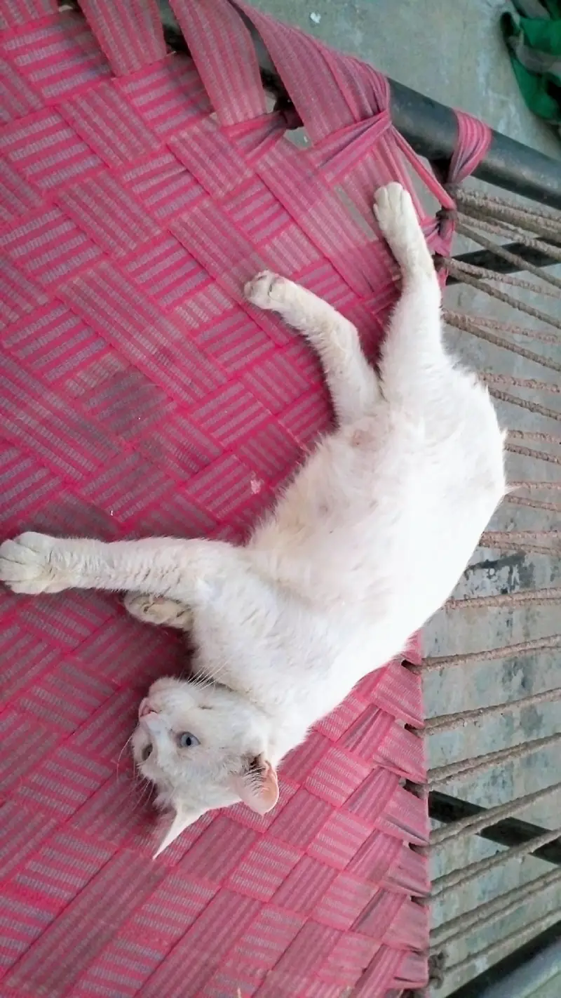 Persian cat@ Perisan @ Cat@ Siamese cat@ blue eye@ coated@ White cat — photo 4