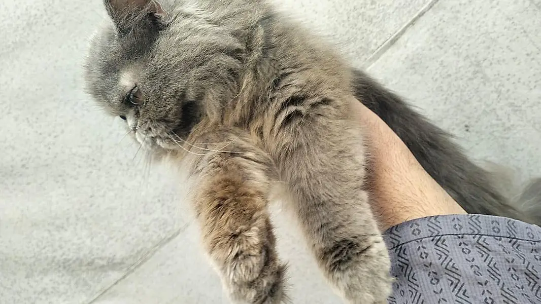 Persian cat@ Perisan @ Cat@ Siamese cat@ blue eye@ coated@ White cat — photo 7