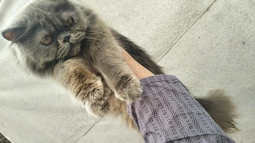 Persian cat@ Perisan @ Cat@ Siamese cat@ blue eye@ coated@ White cat — photo 9
