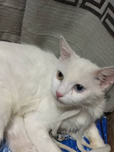 Cat with unique eyes two different colours
