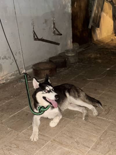 Husky 7 months