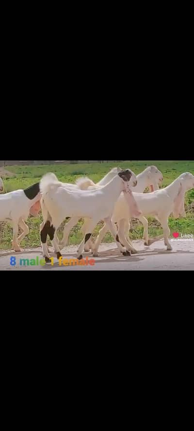Gulabi goats bakra bakri