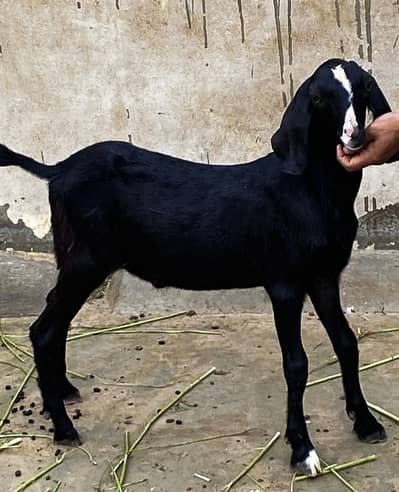 Bakra(Male) for 2027 qurbani lovers