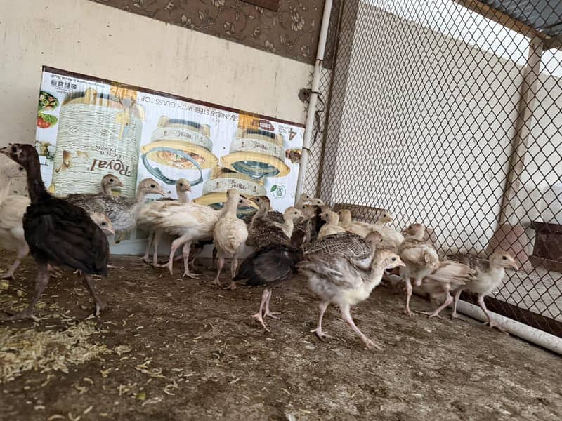 Turkey babies 0