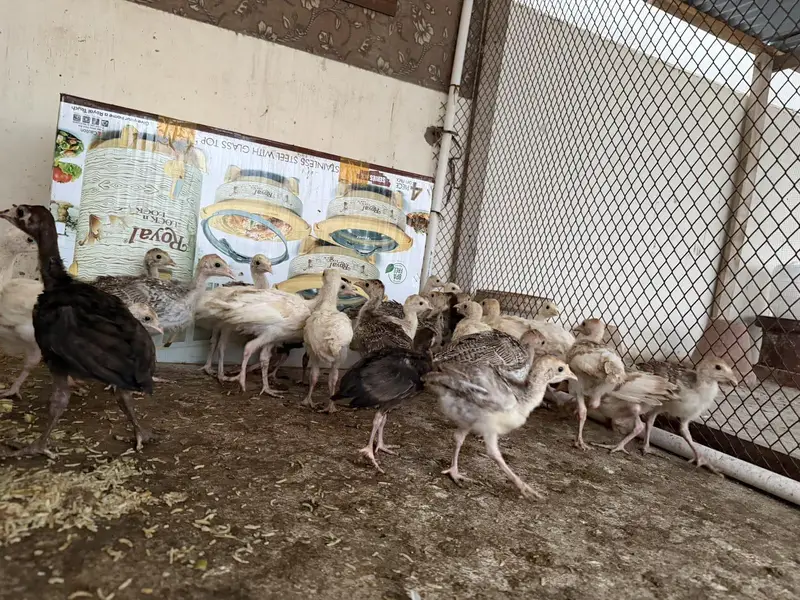 Turkey babies