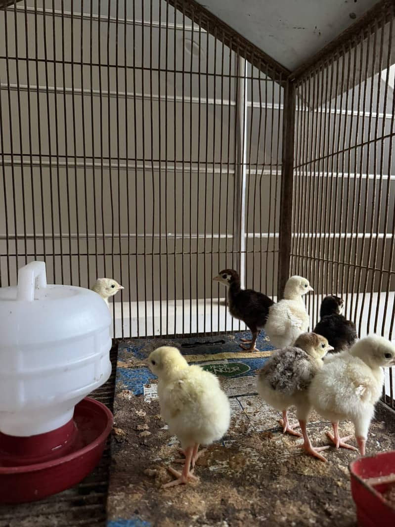 Turkey babies 1