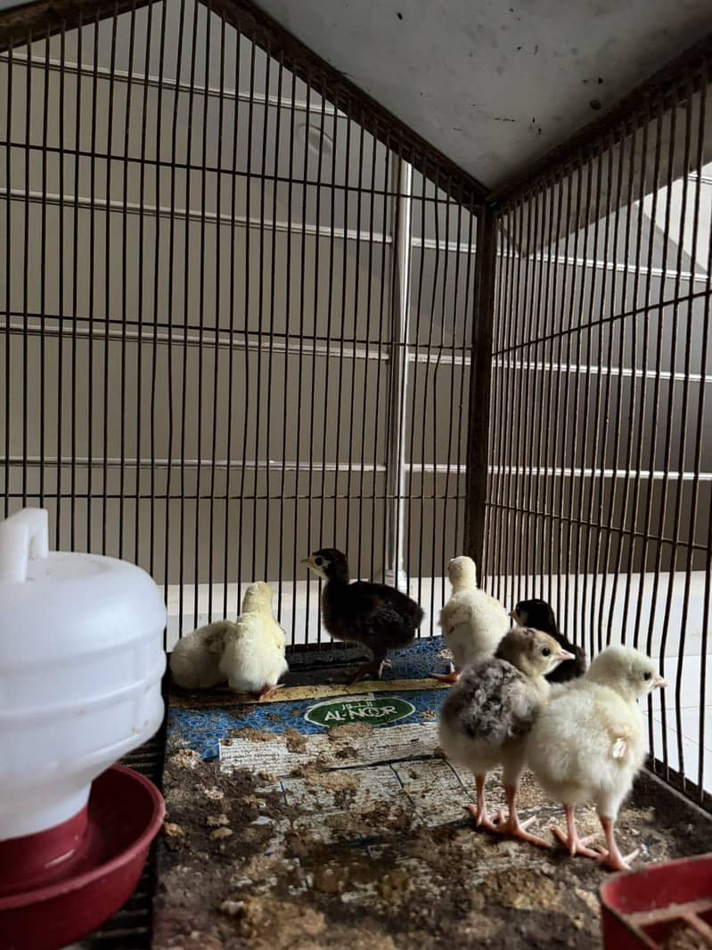 Turkey babies 2