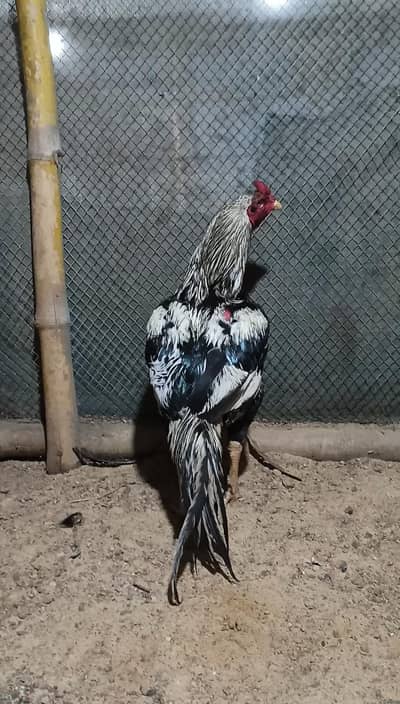 Aseel breeder
