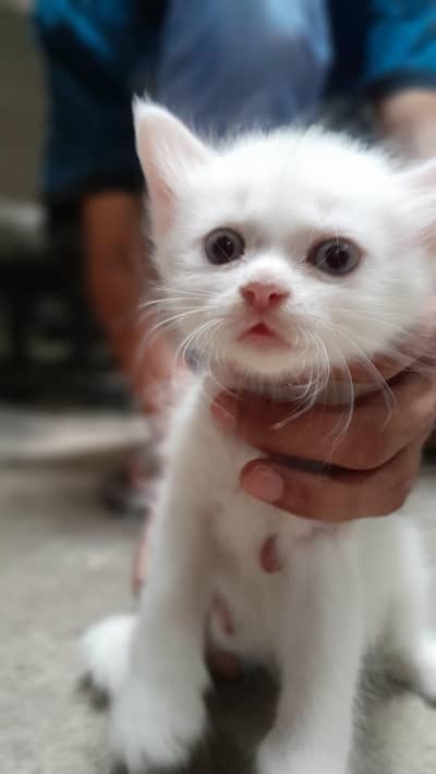 Kitten For Sale