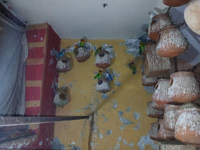 lovebird for sale
