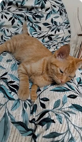 Age 4.5 months domestic shorthair