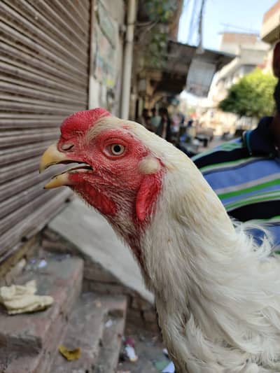 jis ny Lana ho vo rabhta kary