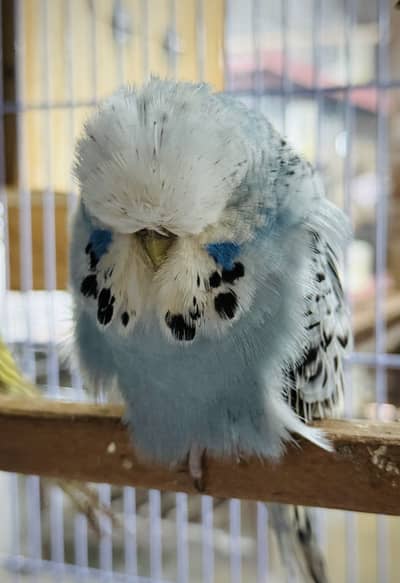 Exhibition Budgies Quality Pair