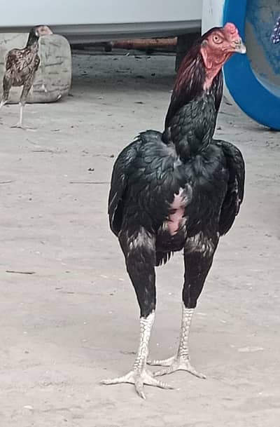 aseel Thai murga aseel male for sale