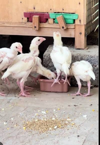 Heera chicks healthy and active contact number 03102217137
