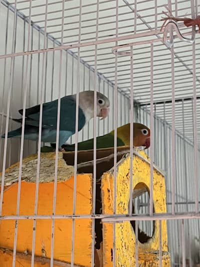 Parrots (Lovebirds)