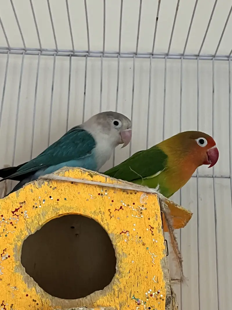 Parrots (Lovebirds) — photo 2