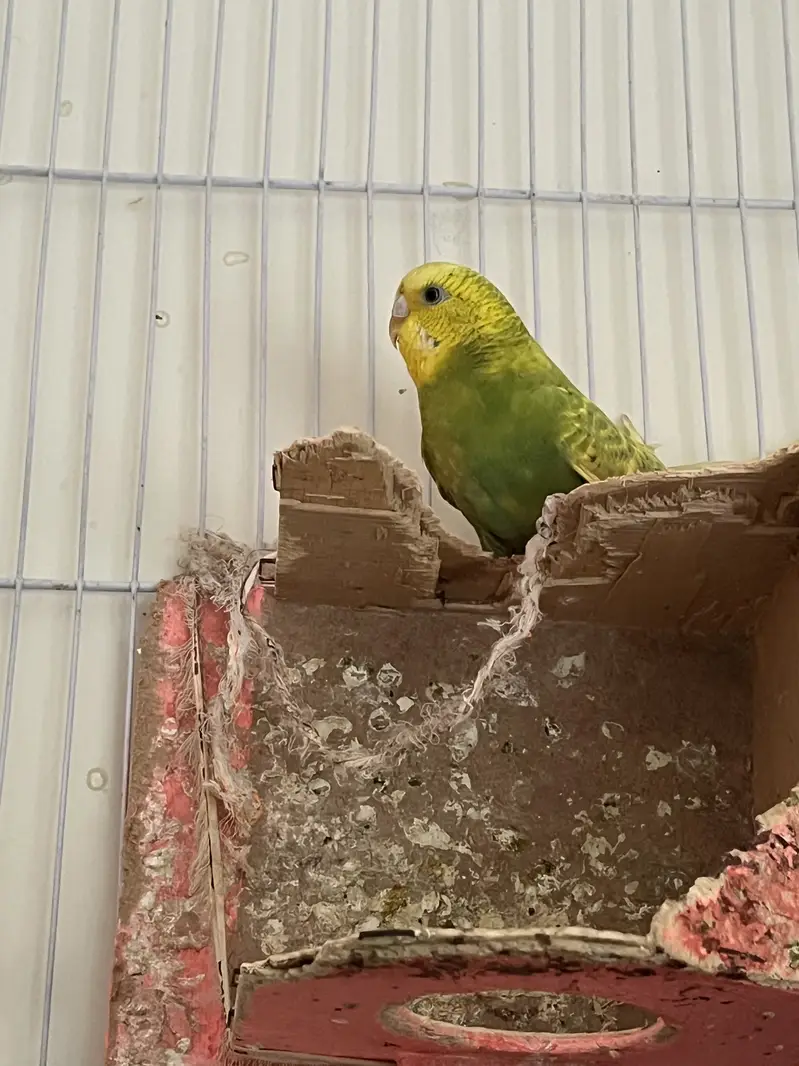 Parrots (Lovebirds) — photo 3