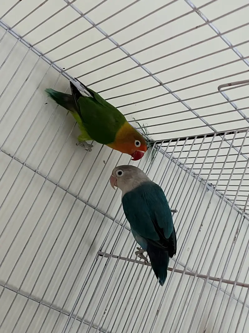 Parrots (Lovebirds) — photo 4