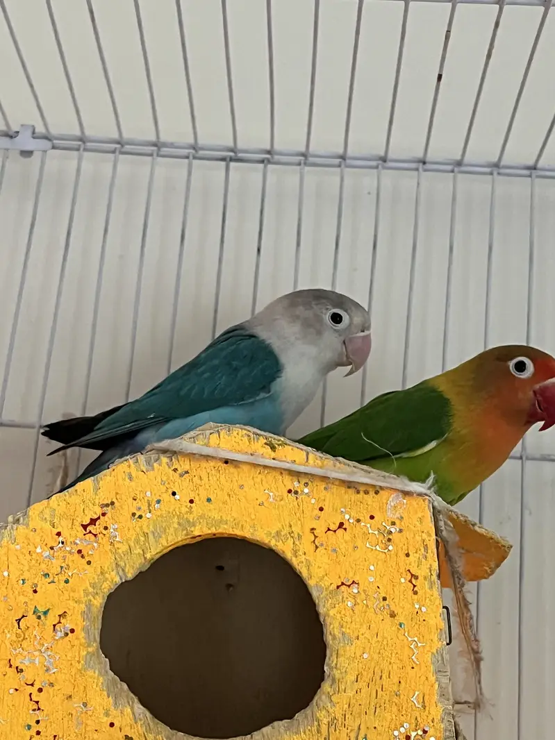 Parrots (Lovebirds) — photo 5