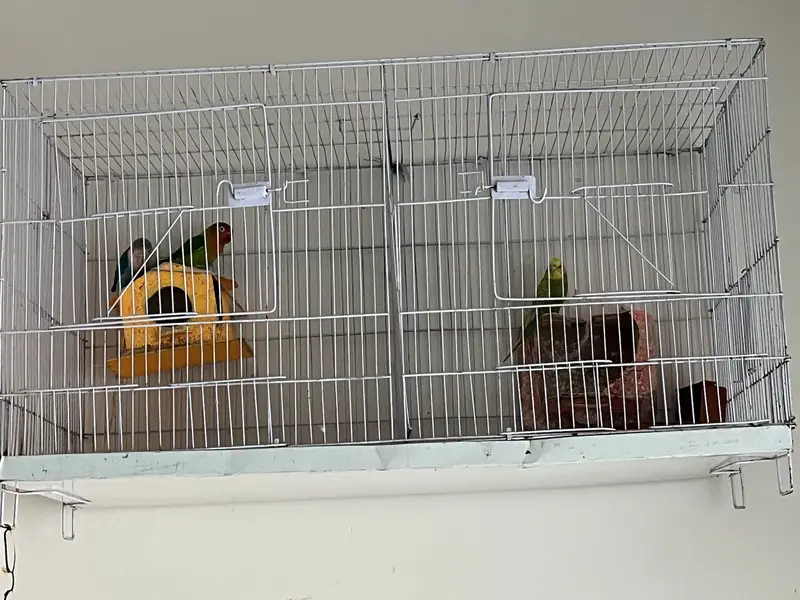 Parrots (Lovebirds) — photo 6