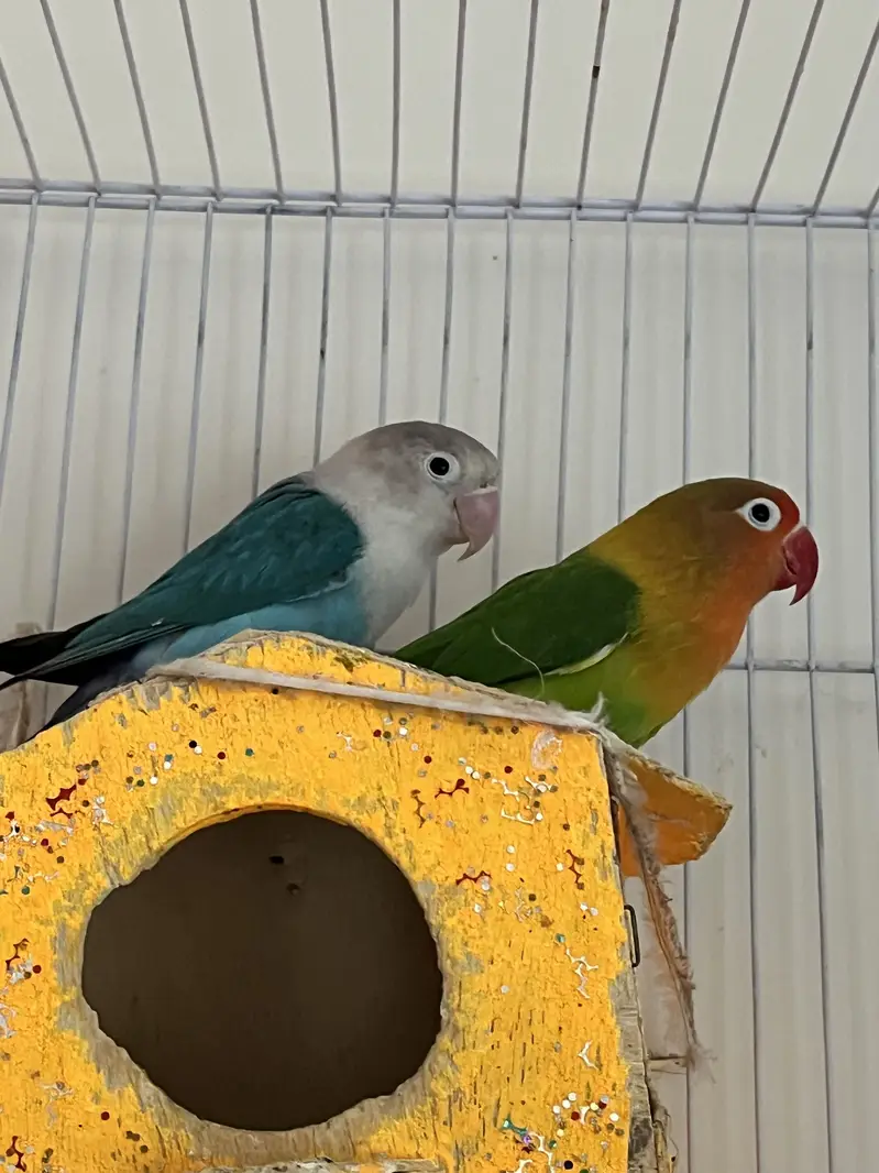 Parrots (Lovebirds) — photo 7