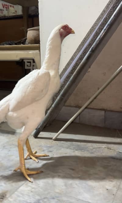 King shamo female