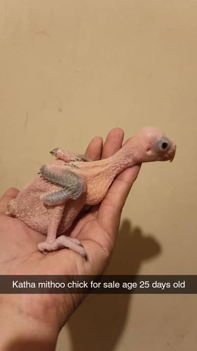 green parrot chick time wasters stay away plz
