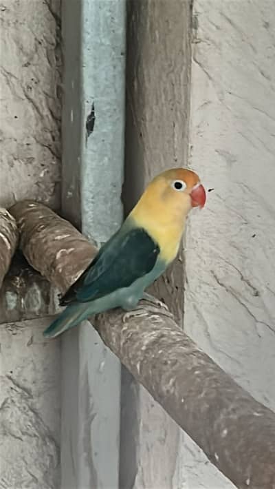 Lovebirds breeder pairs