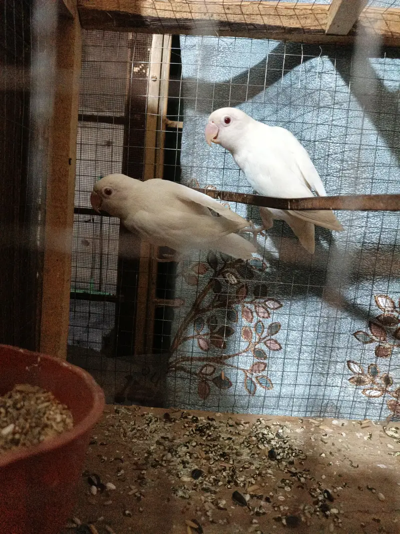 Albino red eyes — photo 2