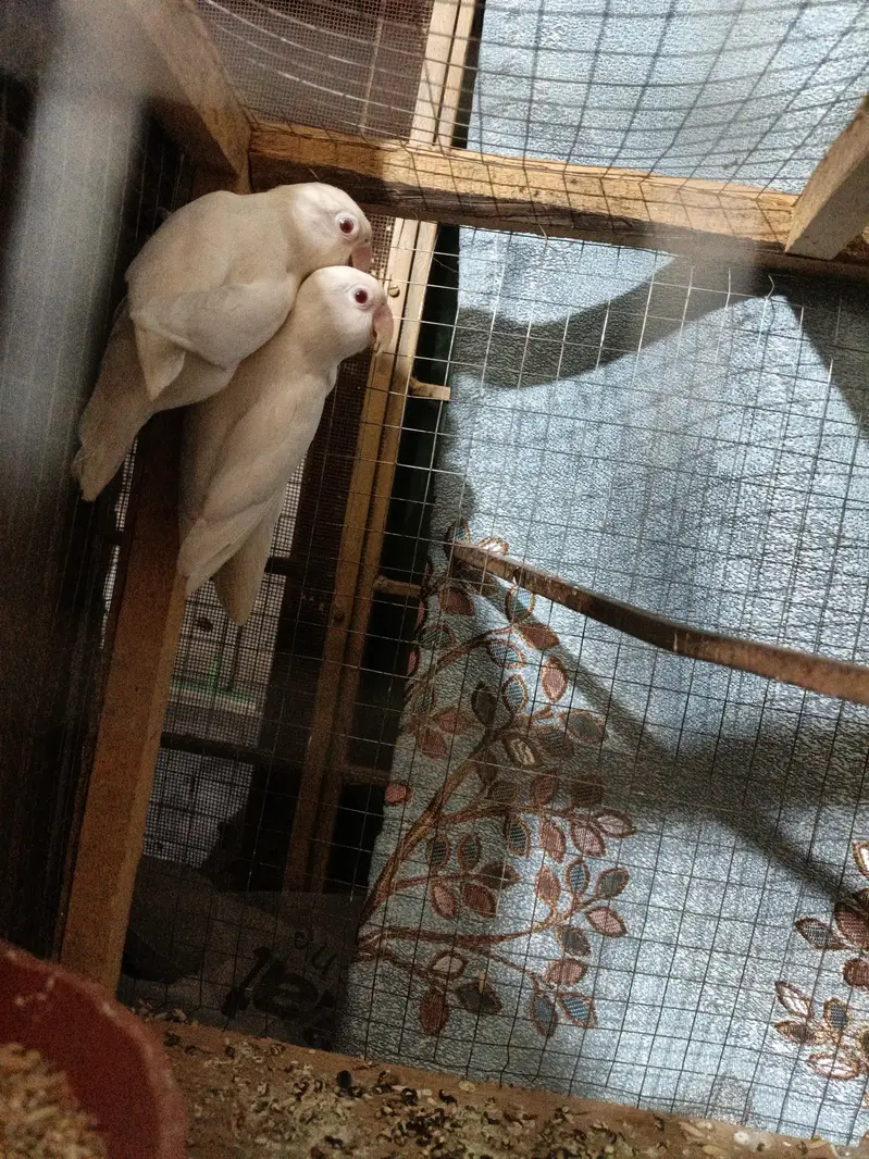 Albino red eyes — photo 3