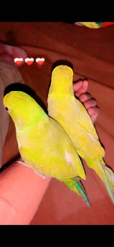 Hand tmed sale parrot 
