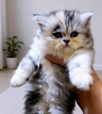 40 days female kitten tripple coat punch face . 03201433807
