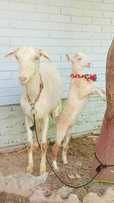 Doodh wali teddy bakri & bacha for sale