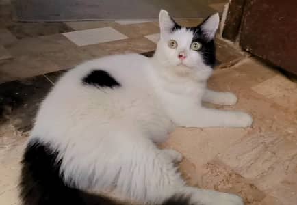panda bi colour breeder female cat